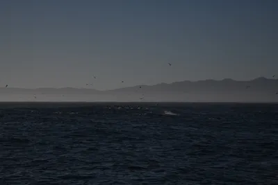 DSC_6646 (Large).JPG